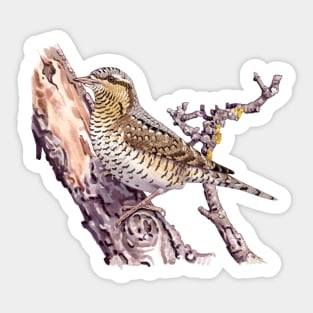 Eurasian wryneck Sticker